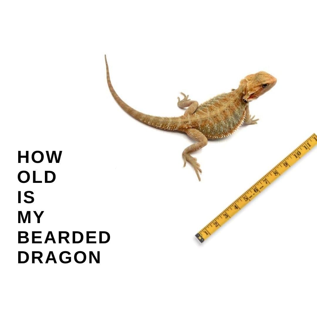 How Old Is My Bearded Dragon: Chart + 7 Ways To Tell The Age