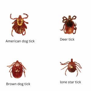 types of dog ticks 