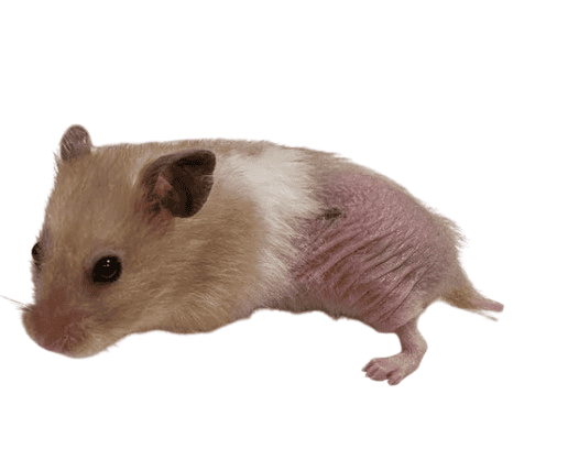 Cushing's Disease in Hamsters
