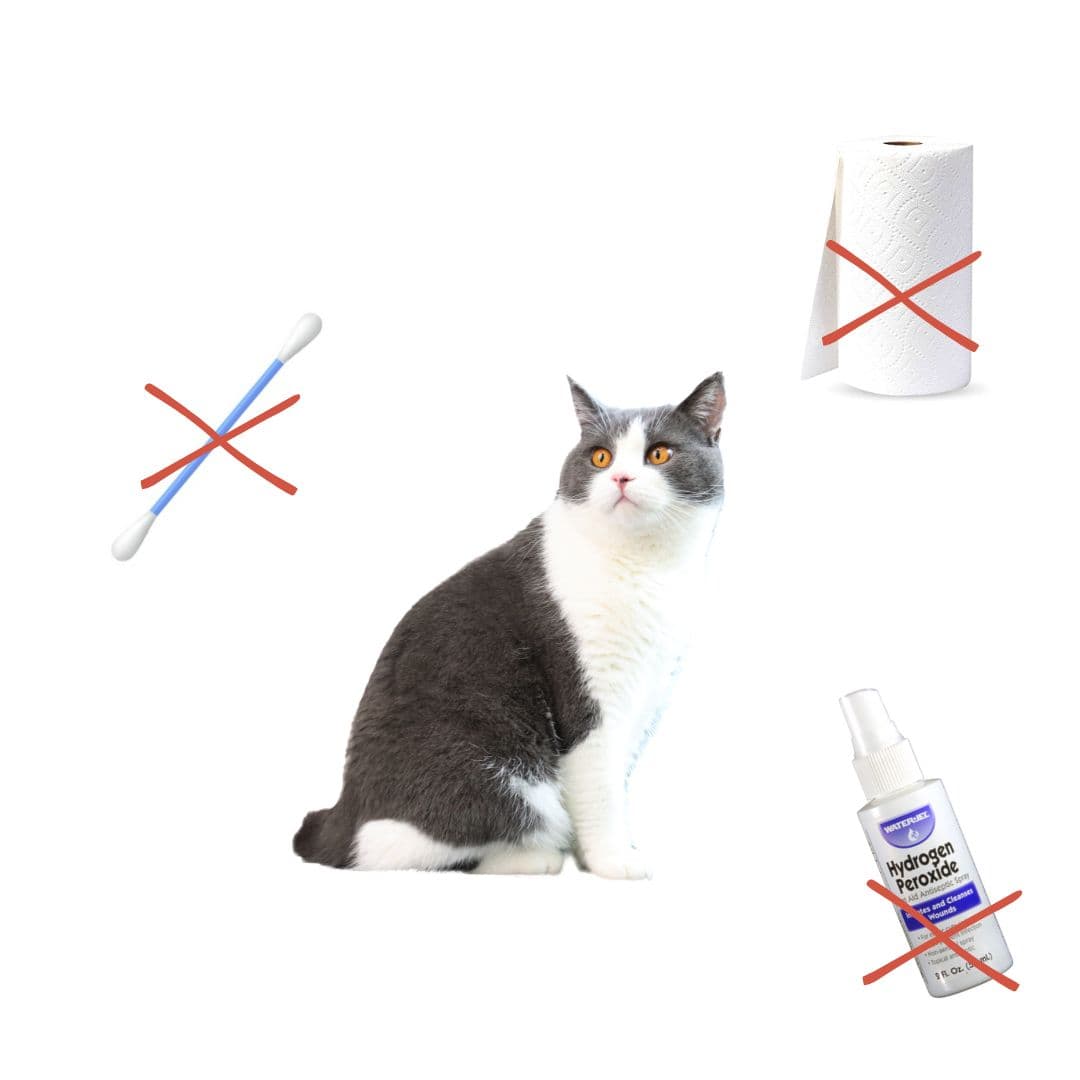 how to clean cats ears