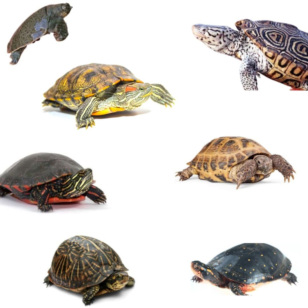 Types of Pet Turtles