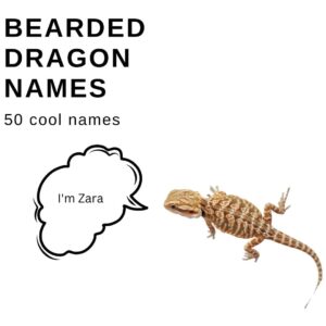 Bearded Dragon Names