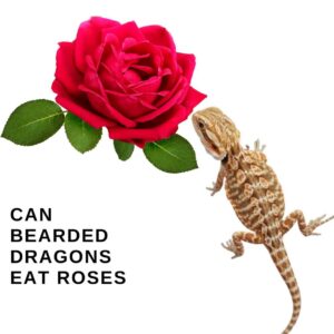 Can Bearded Dragons Eat Roses