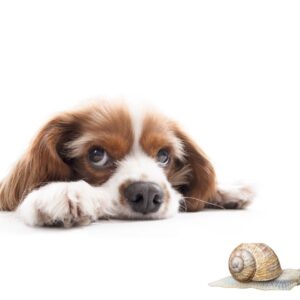 Snail Bait Poisoning In Dogs