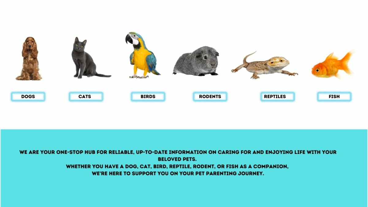 home page image my senior paws
includes all pets we are writing about
dogs, cats, birds, fish, hamsters, guinea pigs, bearded dragons, lizards, snakes, etc