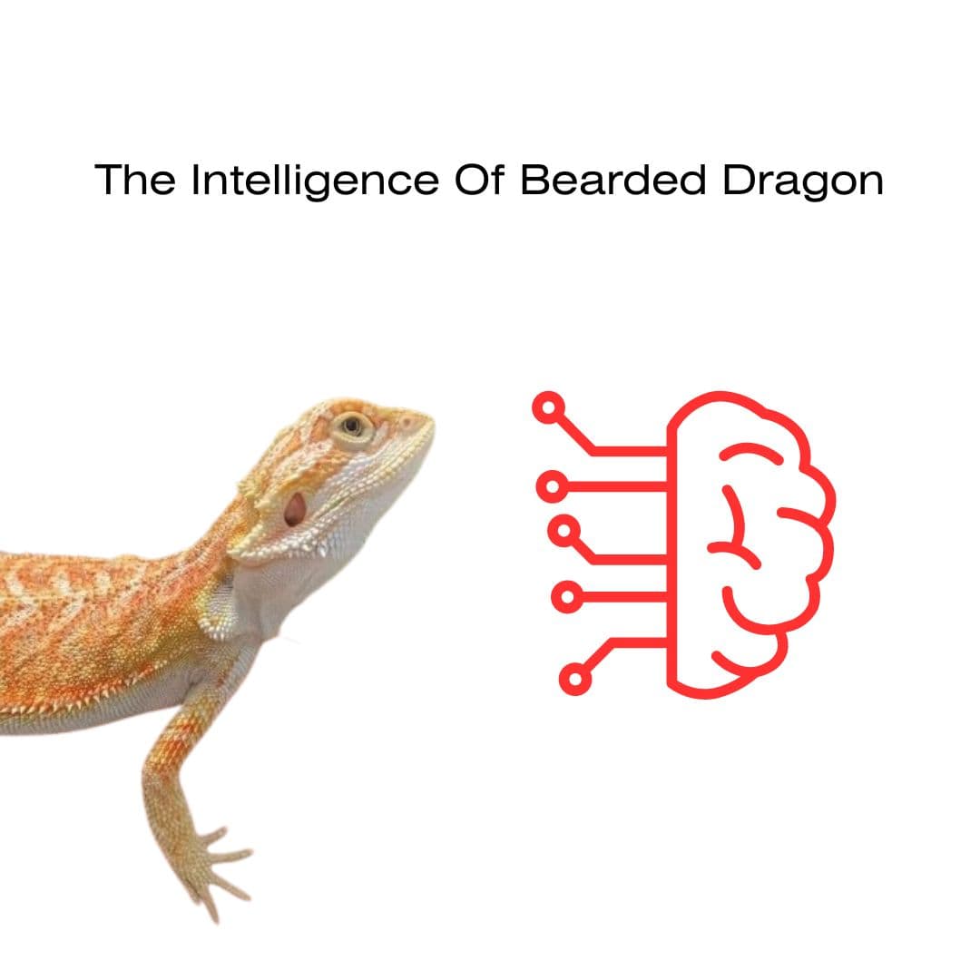 Intelligence Of Bearded Dragon