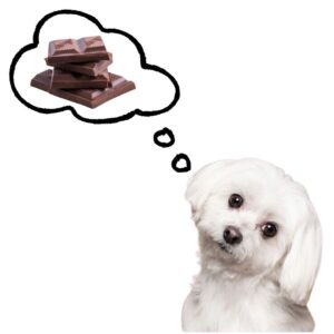 can dogs eat chocolate. A small dog is thinking about chocolate.