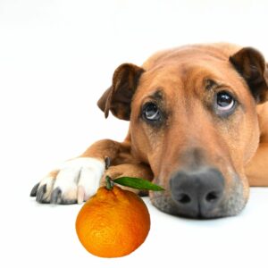 Can Dogs Eat Mandarins Dog looking at the mandarin