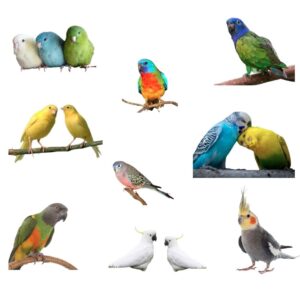Best Birds for Beginners