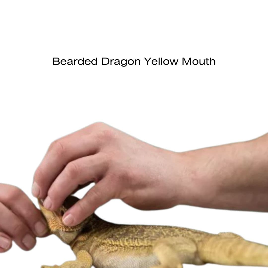 Bearded Dragon Yellow Mouth