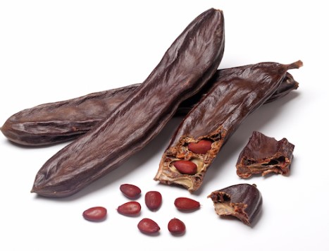 carob plant, a safe chocolate alternative for dogs