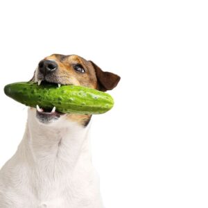 dog holding a cucumber 