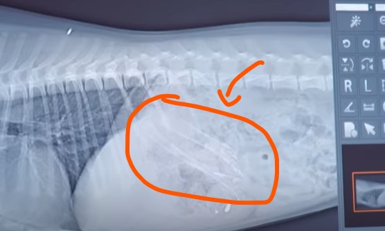 an xray of dog stomach after eating chicken bone