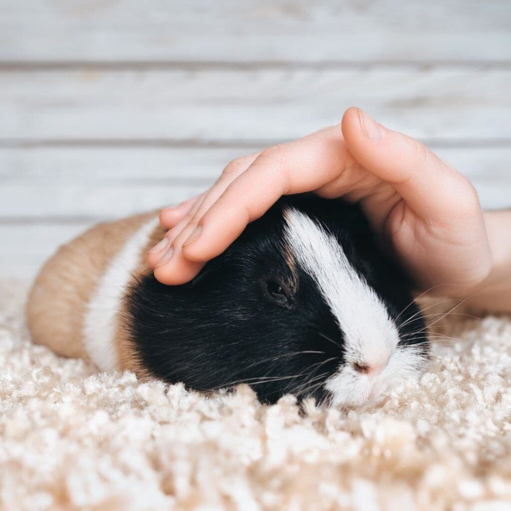 a hand petting guinea pigs