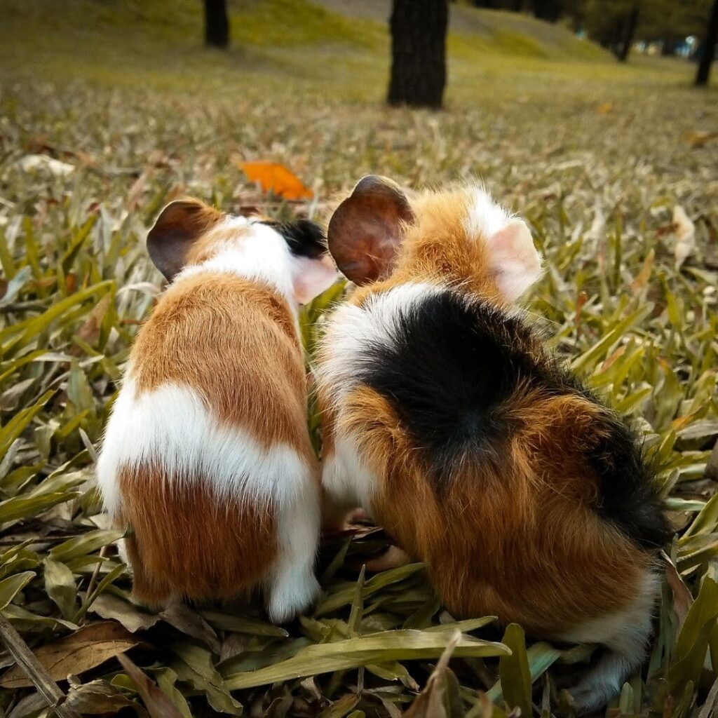 two guinea pigs