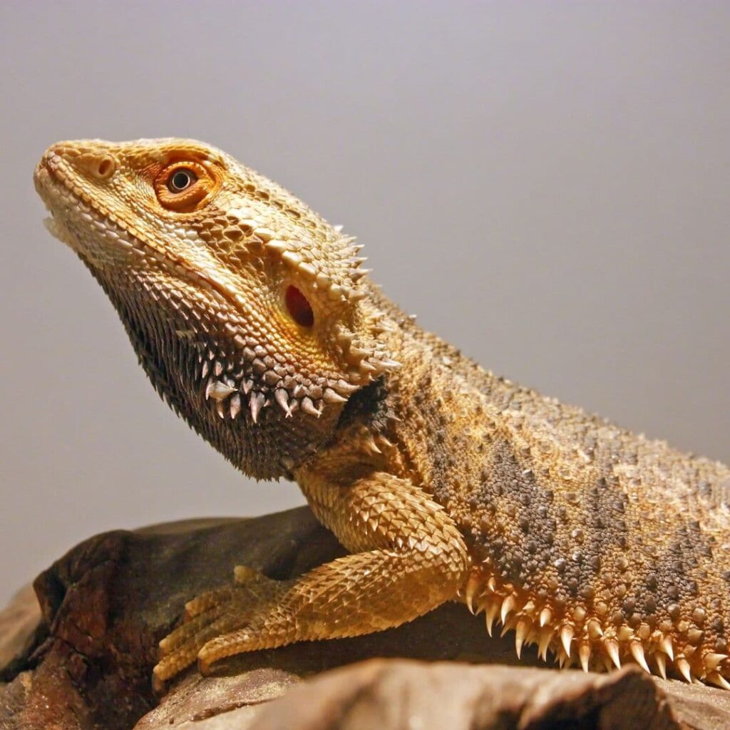 The Inland or Central Bearded Dragon