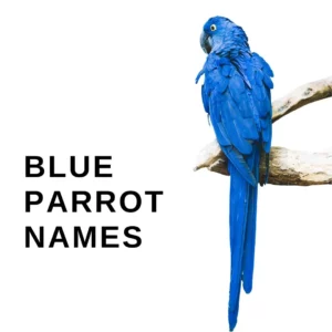 Blue Parrot Names