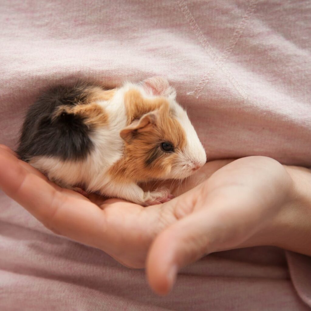 a owner holding baby guinea pig