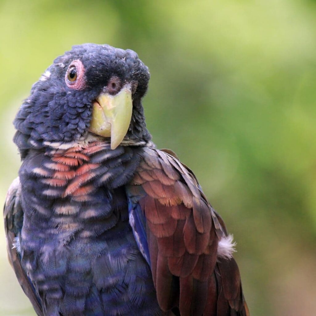 Bronze-Winged Parrot