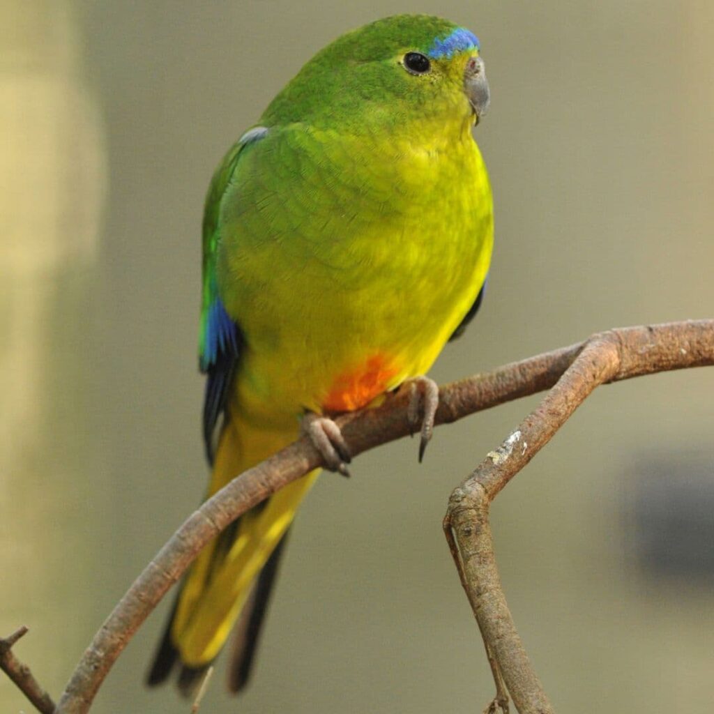 Orange-Bellied Parrot