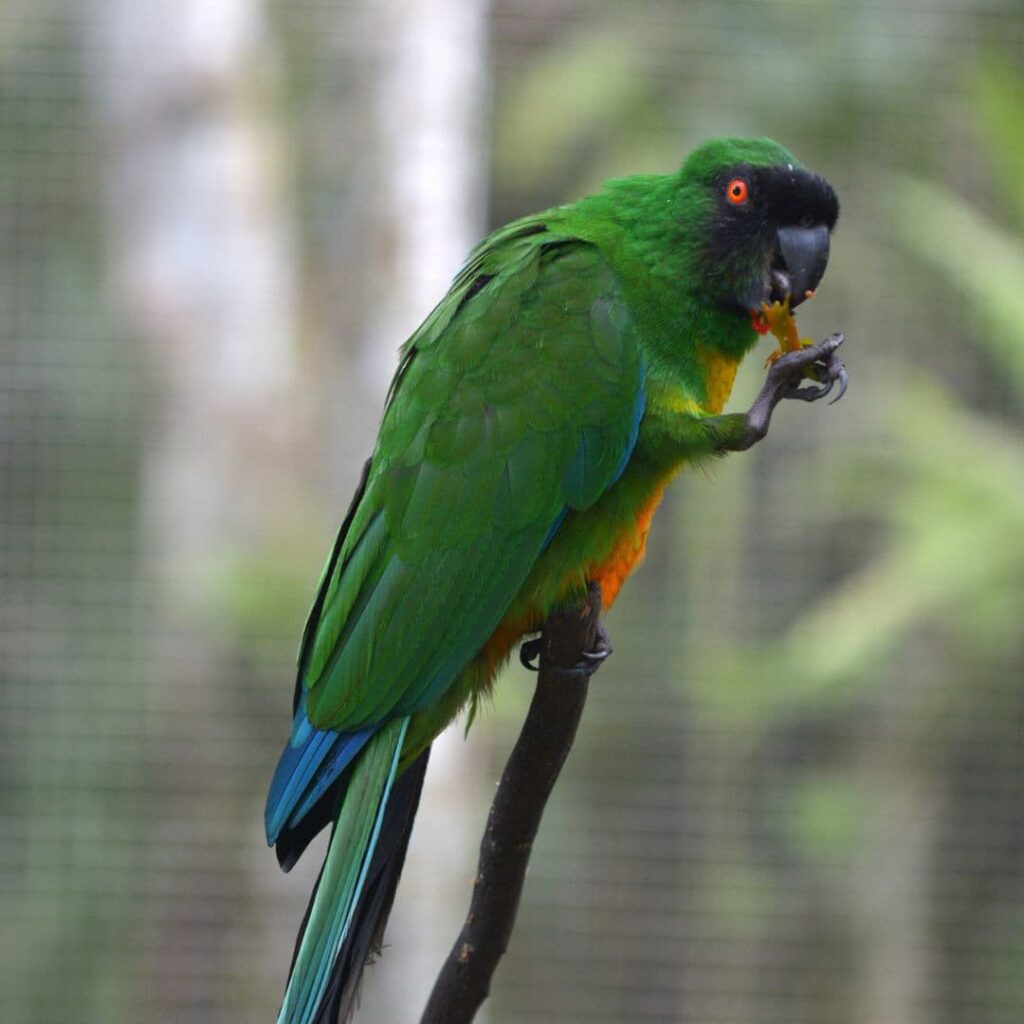 Masked Shining Parrot