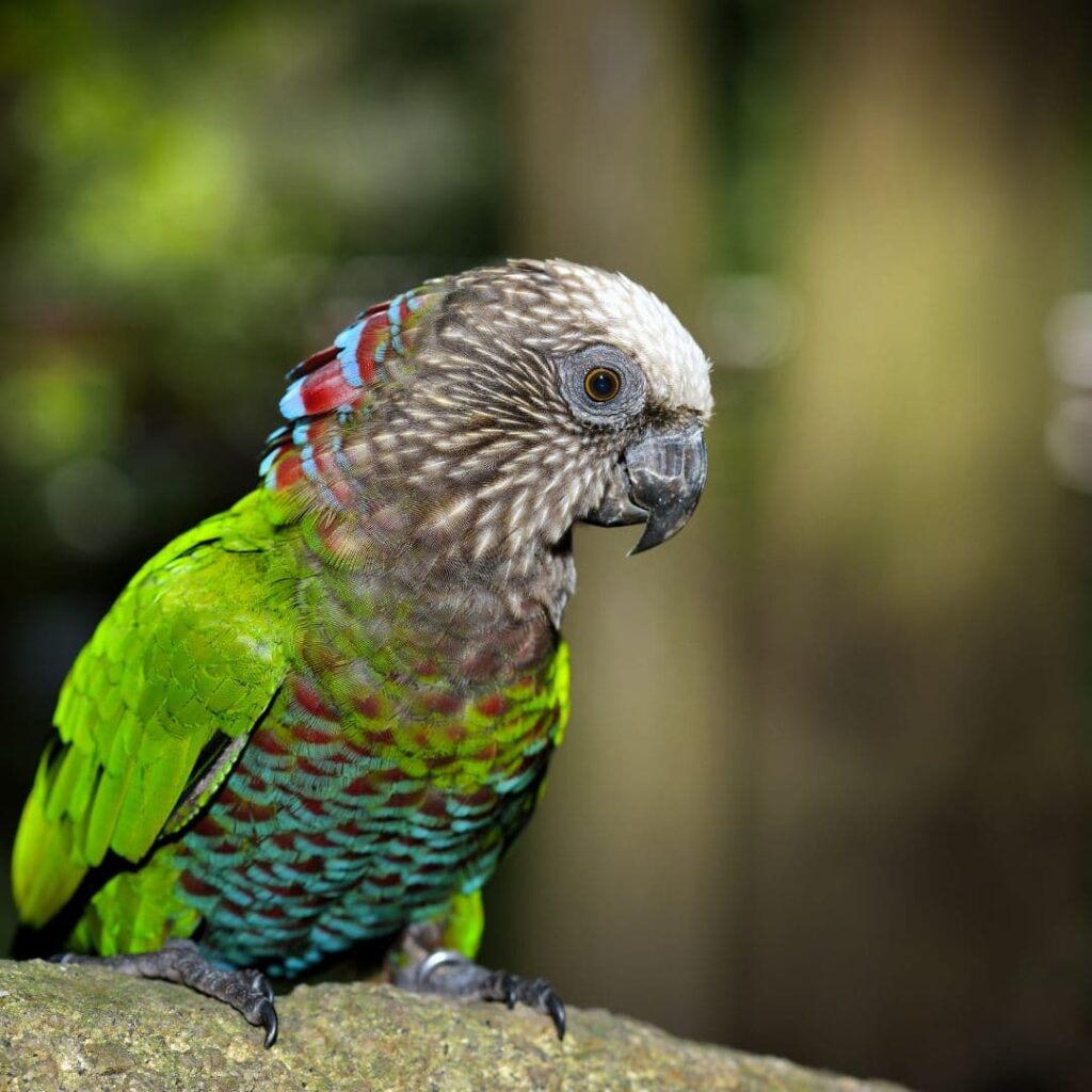 Hawk-Headed Parrot