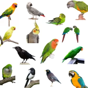 Birds That Talk