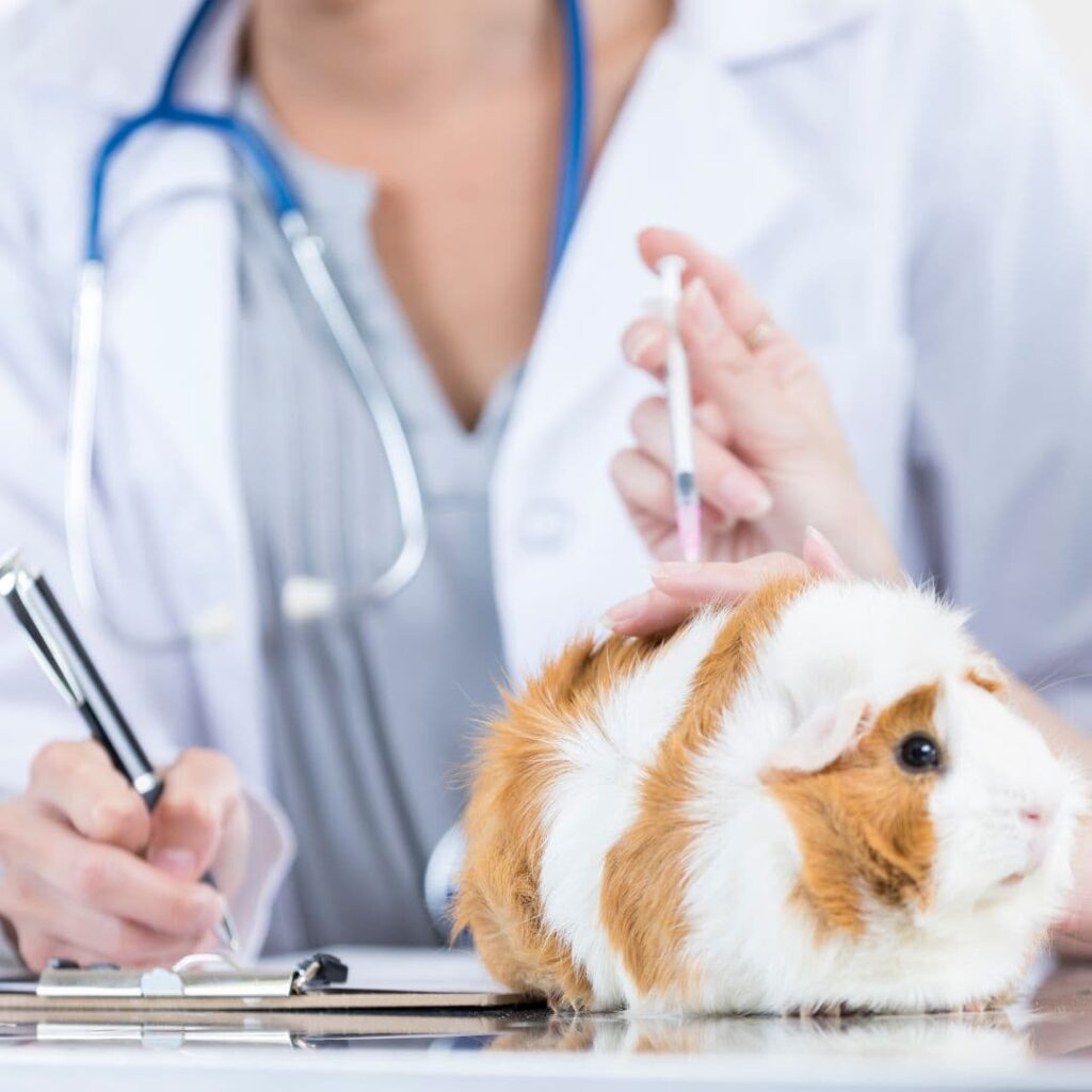 guinea pig checked by veterinarian 