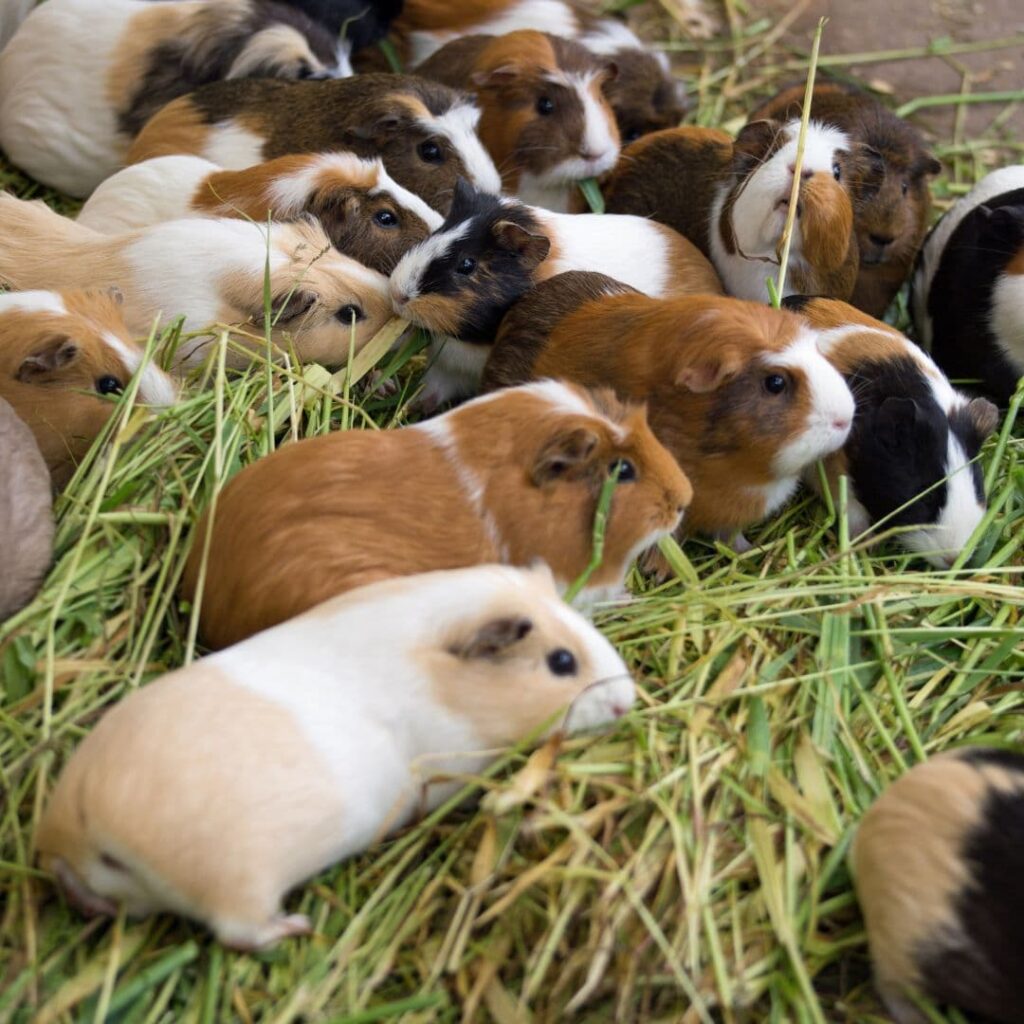 a herd of guinea pigs