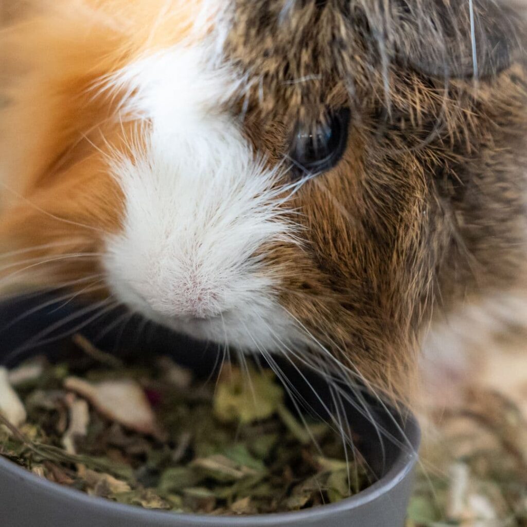 guinea pig eating their poop