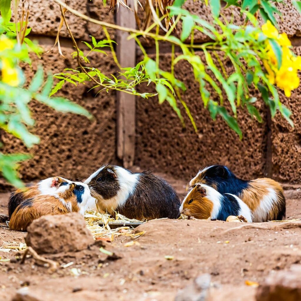 guinea pigs outdoors
