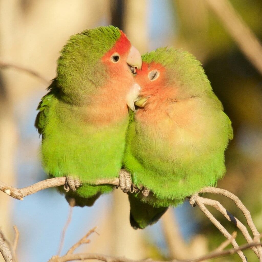 Rosy-Faced Lovebird