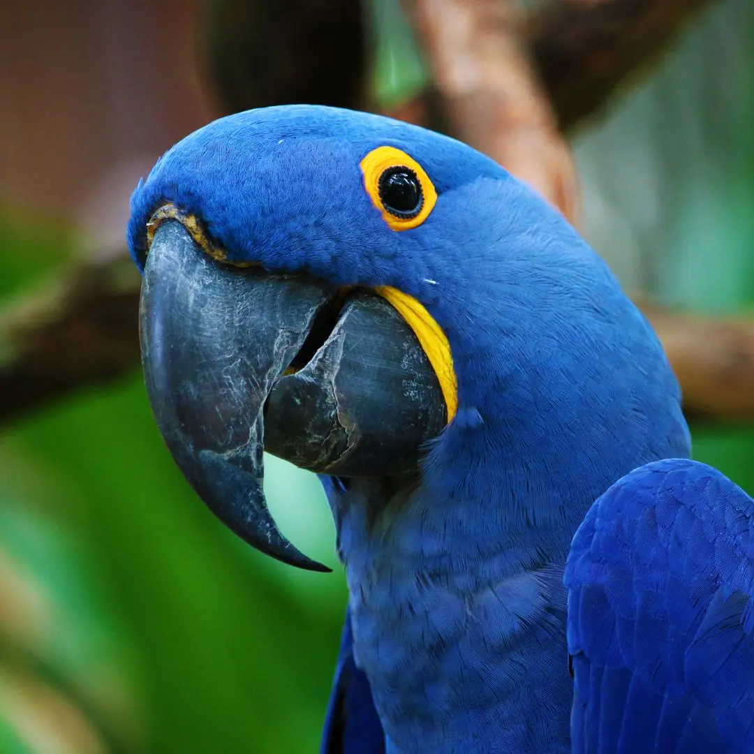 blue parrot name