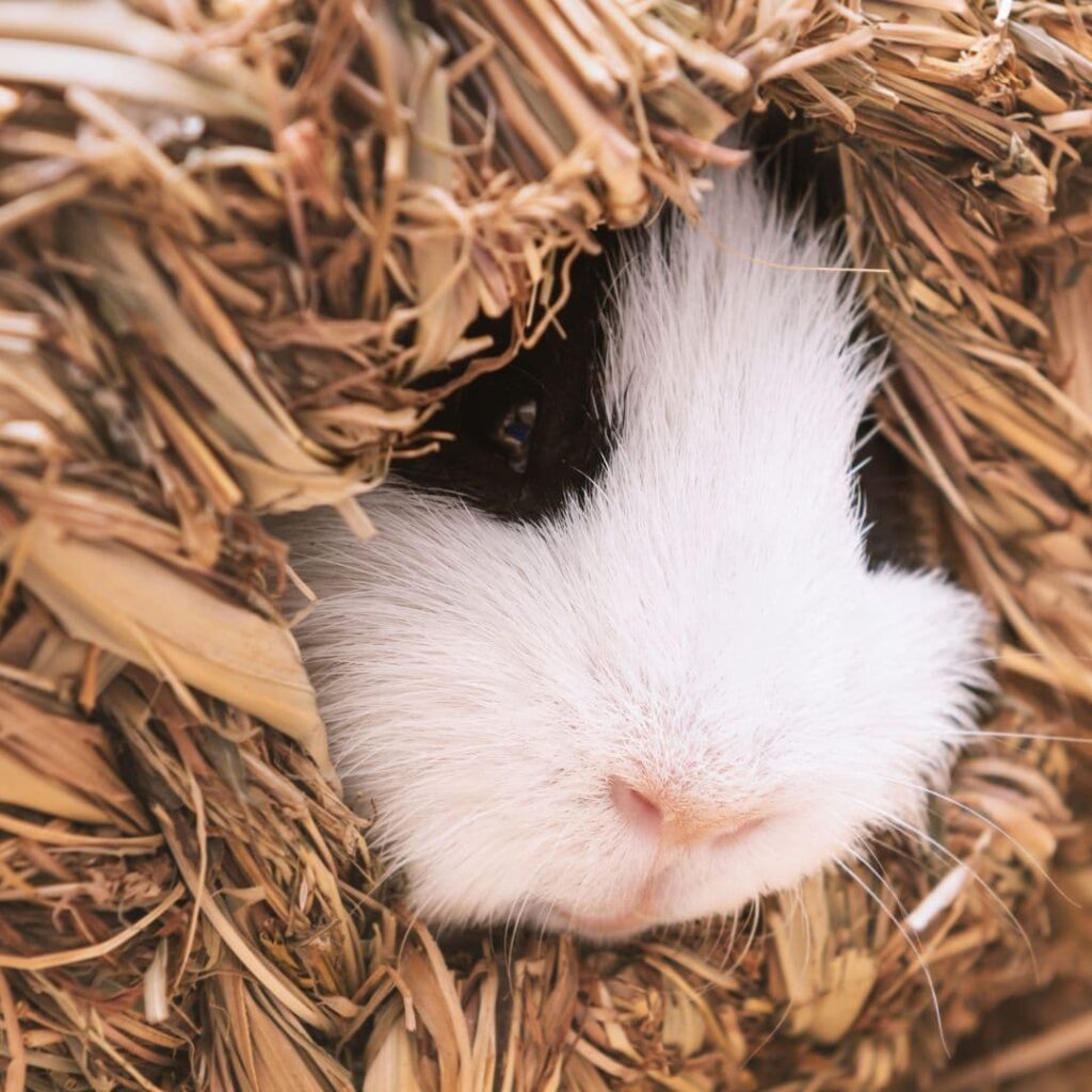 hypothermia in guinea pigs
