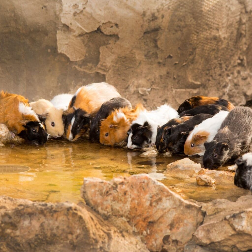 guinea pig facts - guinea pigs drink water in the wild