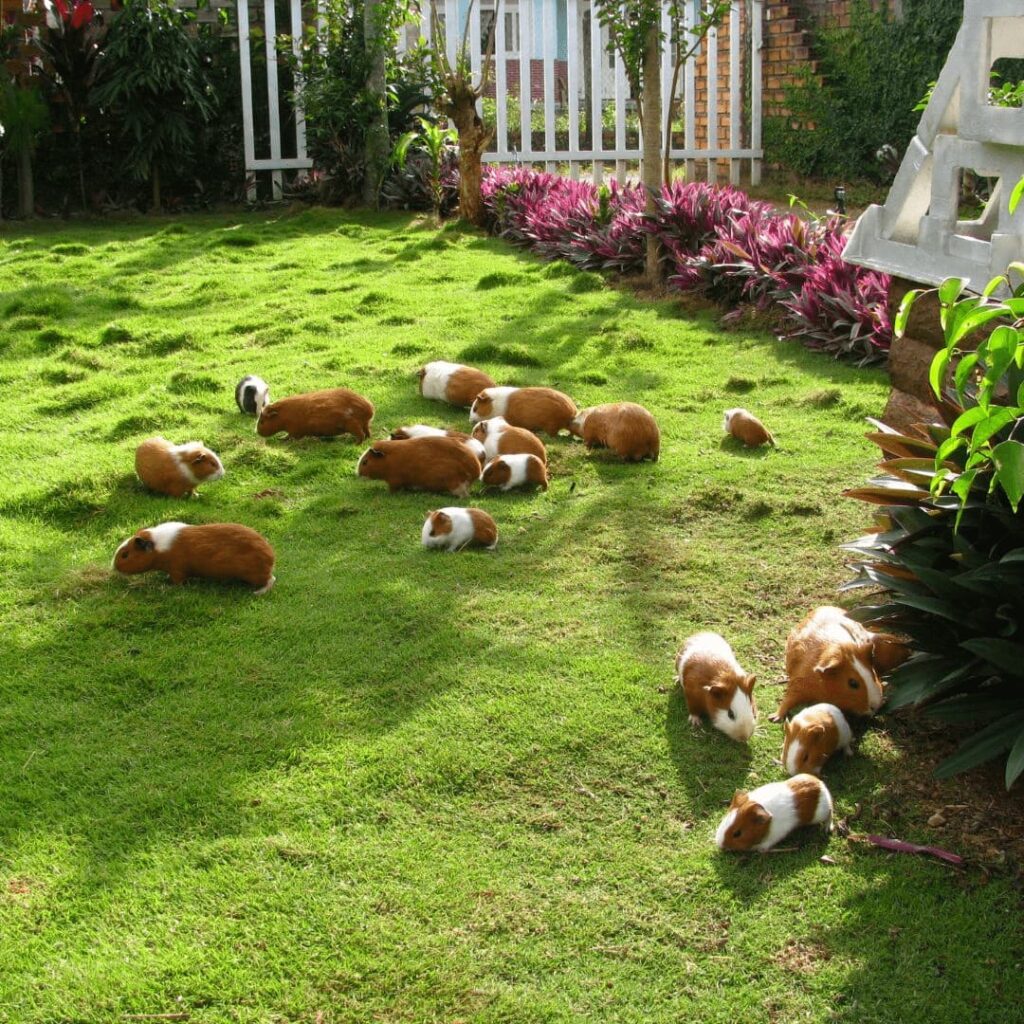a bunch of guinea pigs in the backyard 