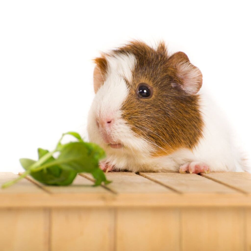 guinea pig facts - inteligence