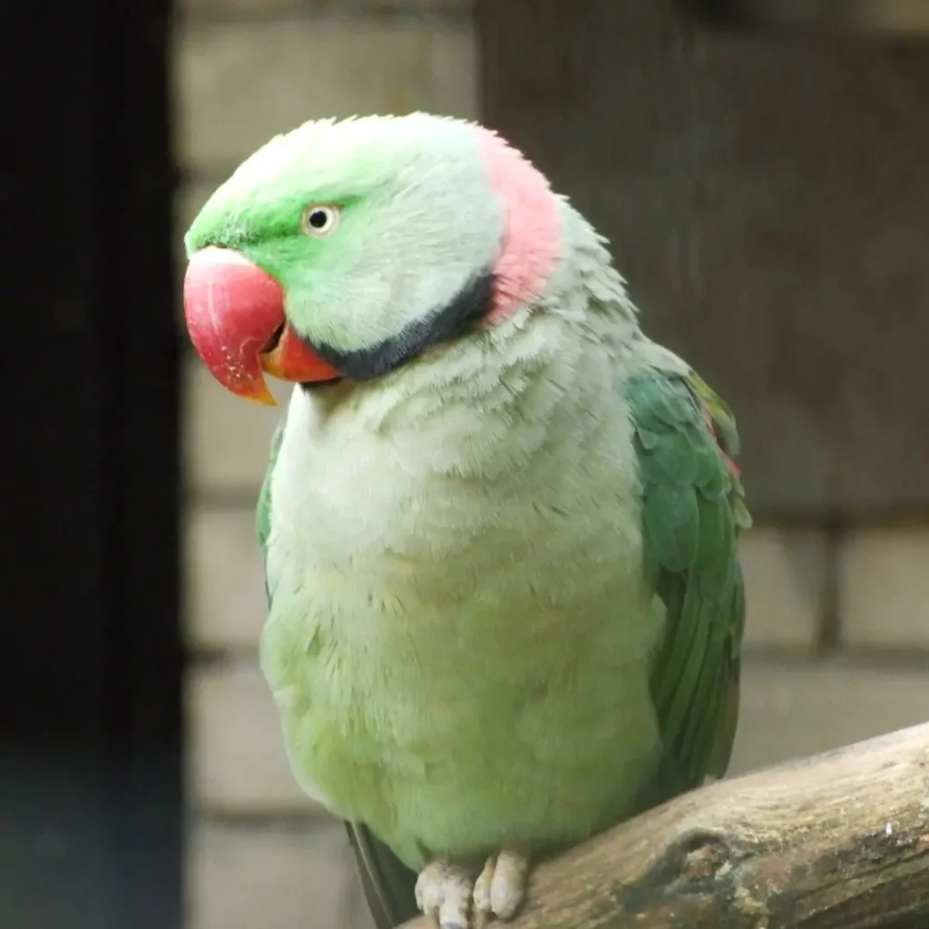 Ringnecked (aka Rose-ringed) Parakeets