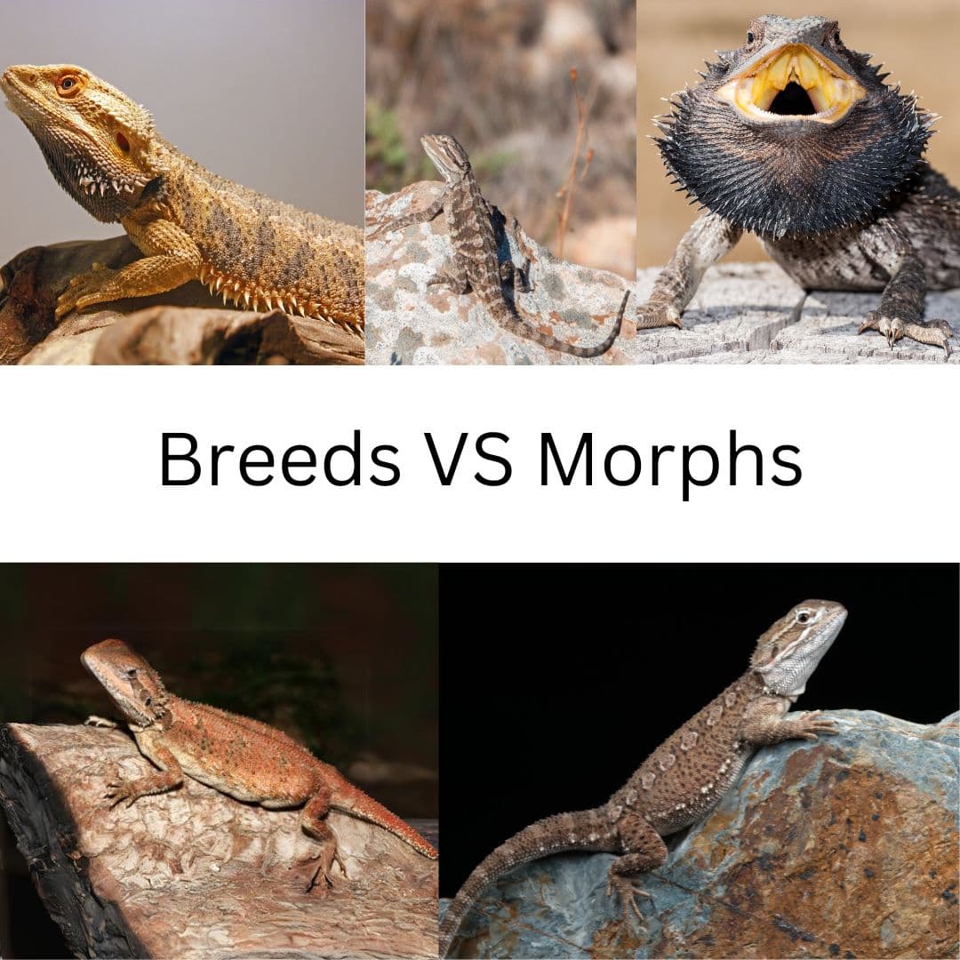 Different Breeds Of Bearded Dragons