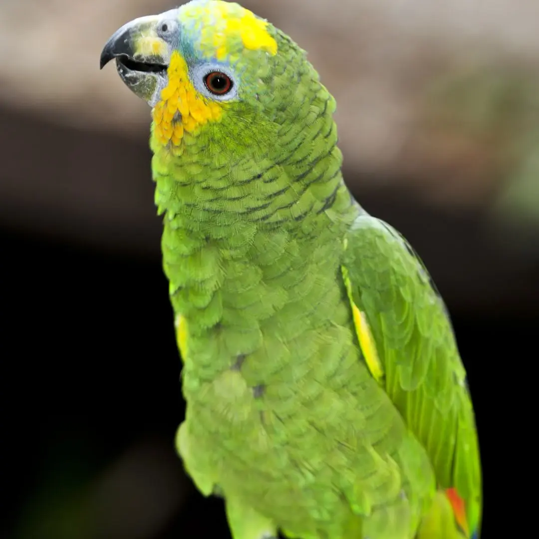 Amazon Parrots
