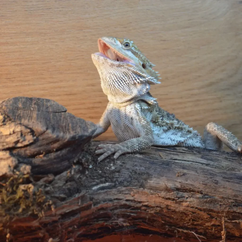 angry bearded dragon in tank