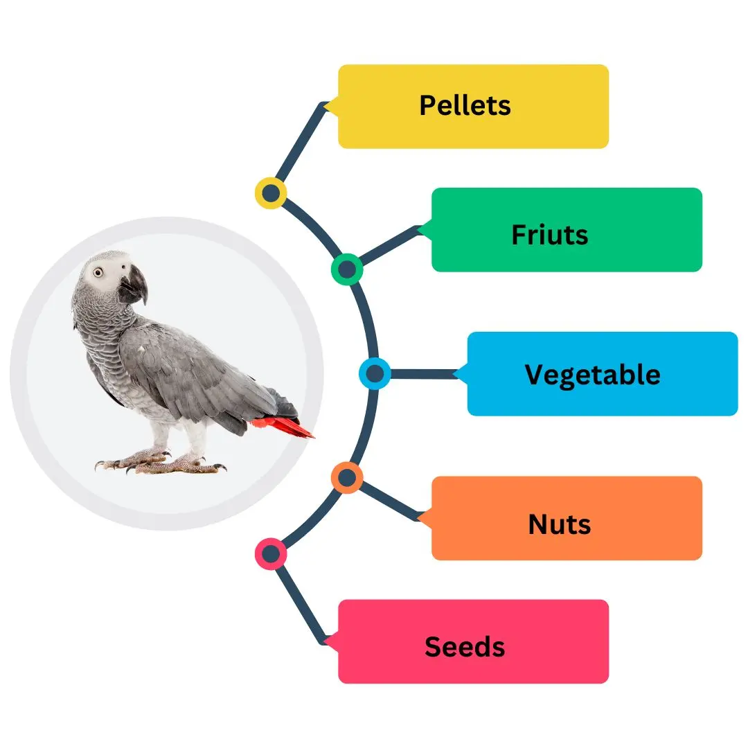 What Do African Gray Parrots Eat
