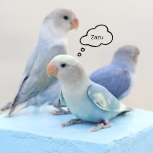 Small Parrots Name