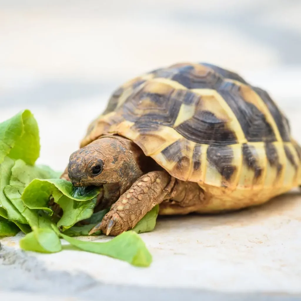 pet turtle eating salad