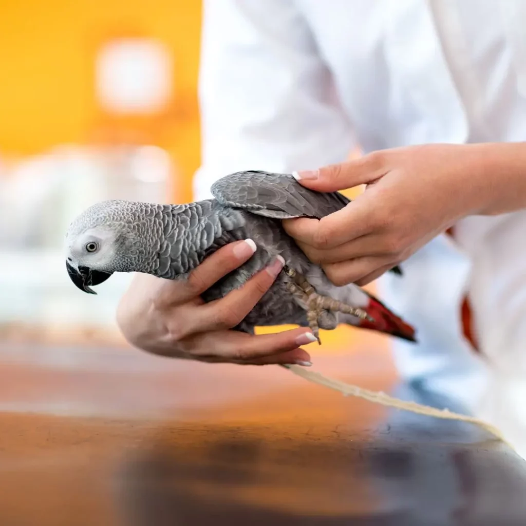 african gray parrot being checked by veterinarian 