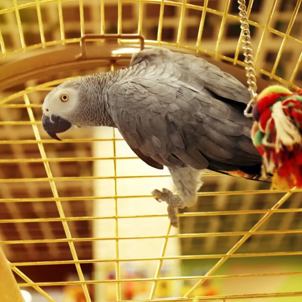 african gray cage 