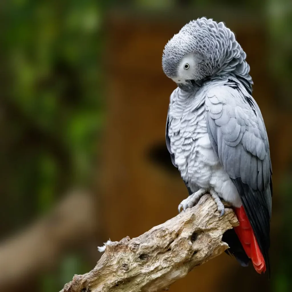 african gray parrot in the wild