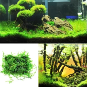 Java Moss plant for turtle tank