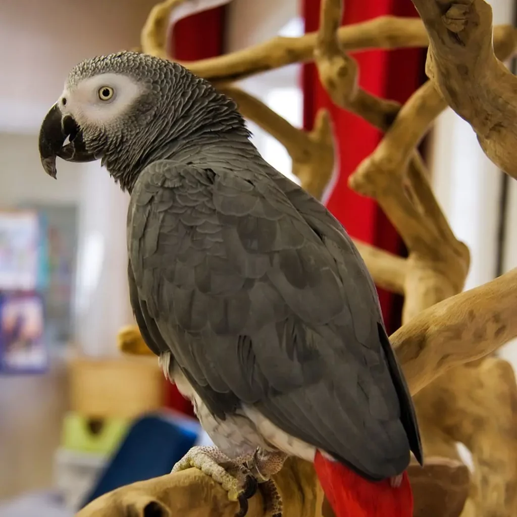 african gray parrot pet