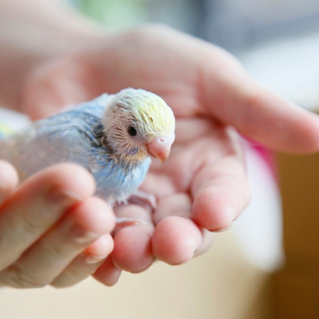 human hand hold baby parakeet